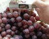 Fresh Red, Green globe Seedless Grapes