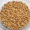 Chickpeas Seeds