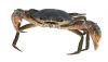 Mud Crab