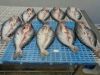 FROZEN PANGASIUS BUTTERFLY