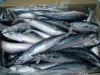 New Arrival Frozen Mackerel, Horse mackerel fish For Export