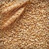Wheat, Soybean seed, Rapeseed, Sunflower seed, Yellow corn etc