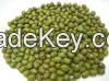 Mung Bean