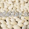 Best Price dried Quality Ginkgo Nuts For Sale