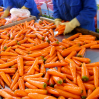 Fresh Carrot