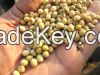 Grade A quality Non-GMO Soybean Seeds for Sale