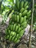 Fresh Cavendish Banana