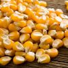 Yellow Maize, Yellow Corn for Animal feed.