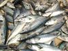 High Quality Frozen Bonito Skipjack Fish Tuna Fish for Sale