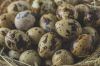 Quail & Quail Eggs