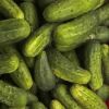 Best price Pickled cucumber/ Gherkin in vinegar/