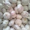 2018 Fresh Garlic- new arrival, hot sales