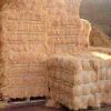 Cheapest price Coconut fiber/ Coconut coir fiber price