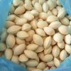 Best grade AAA dried Quality Ginkgo Nuts
