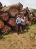 TIMBER LOGS FOR SALE