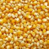 Yellow Corn