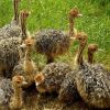 QUALITY HEALTHY OSTRICH CHICKS AND EGGS FOR SALE
