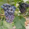 Best quality Fresh Organic Grapes