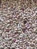 Direct supply light speckled kidney beans long shape for sale