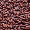 Sell Dried Cocoa Beans