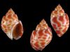Sell: Frozen Top Shell / Frozen Razor clam, Babylonia Spirata