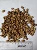 Best Green Robusta Coffee beans from DR Congo