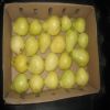 Fresh Egyptian Guava