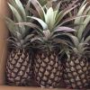 Malaysian N36 Fresh Pineapple Grade AAA