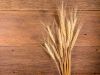 Premium Grade Barley Seeds