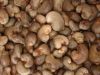 Quality Cashew Nuts, Almonds, Brazil Nuts Available for Export