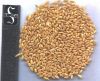 Bulk Millet Grain for Annimal Feed