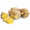 Wholesale Fresh Ginger /  Ginger Root