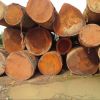 High Quality Low Price Sapele / Tali / Doussie / Pine Logs