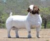 Full Blood Boer Goats/Livestock Full Blood Boer Goats for sales