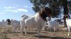 100% Full Blood LIVE Boer Goats