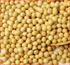 Soybean 6-8mm polished type with good price on hot sale