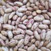 Light Speckled Kidney Beans/red sugar bean/Pinto bean