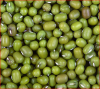 Green Mung Beans / Green Gram /Moong Dal / Vigna Beans