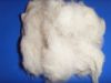 Sell scoured and carded sheep wool