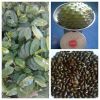 CUSTARD APPLE(SOUR SOP)