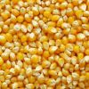 YELLOW CORN