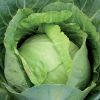 FRESH VEGETABLE cabbage