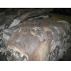 Wet/Dry Salted Cow Hide
