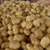 2021 supplier wholesale fresh holland potatoes for sale