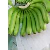 Green Cavendish Banana