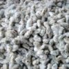 Quality Cotton Seeds