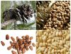 100% Nature Pine Nuts Wild Pine Nuts Organic Pine Nuts Kernels With Shells