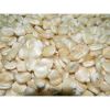 White Maize Corn for For Sale