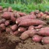 fresh sweet potatoes