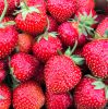 Top Quality Fresh Berries Fruits Eco Friendly Packages